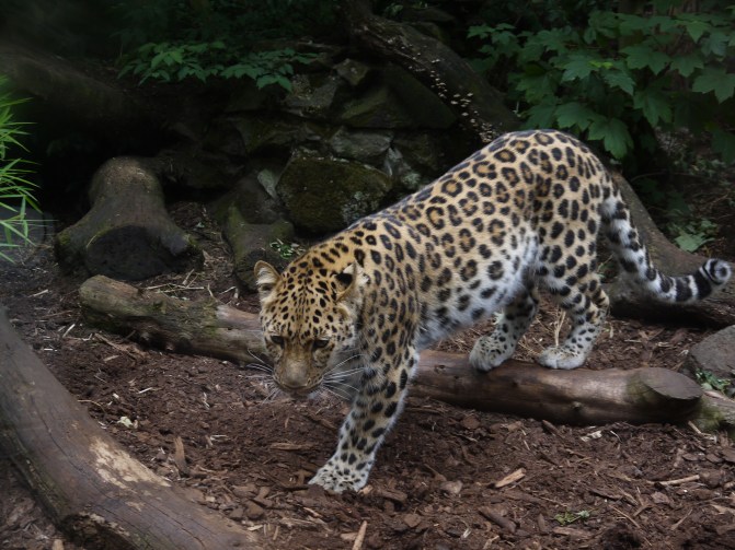 Taken at Edinburgh Zoo