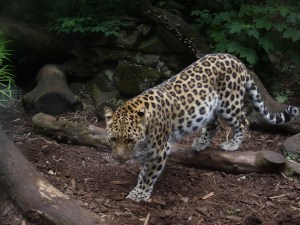 Taken at Edinburgh Zoo